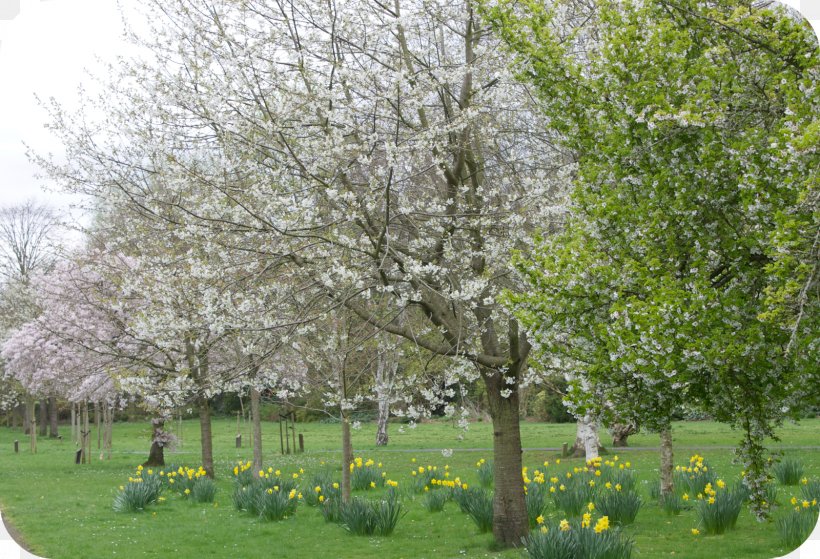 Spring Fever Milk Shrub Prunus, PNG, 1600x1091px, Spring Fever, Blossom, Branch, Grass, Grove Download Free