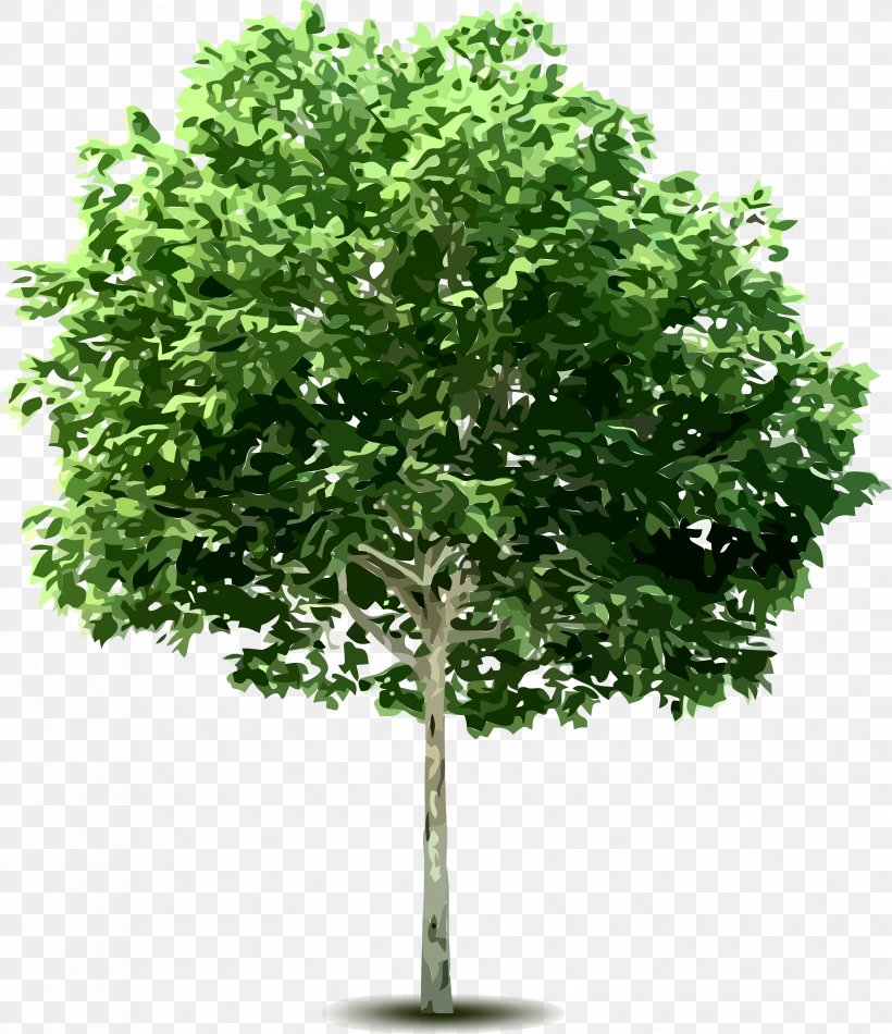 Tree Clip Art, PNG, 3305x3831px, Tree, Branch, Deciduous, Digital Image, Evergreen Download Free