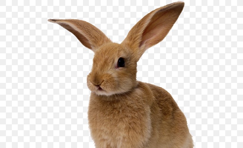 Cottontail Rabbit Desktop Wallpaper Clip Art, PNG, 500x500px, Rabbit, Cottontail Rabbit, Display Resolution, Domestic Rabbit, Fauna Download Free