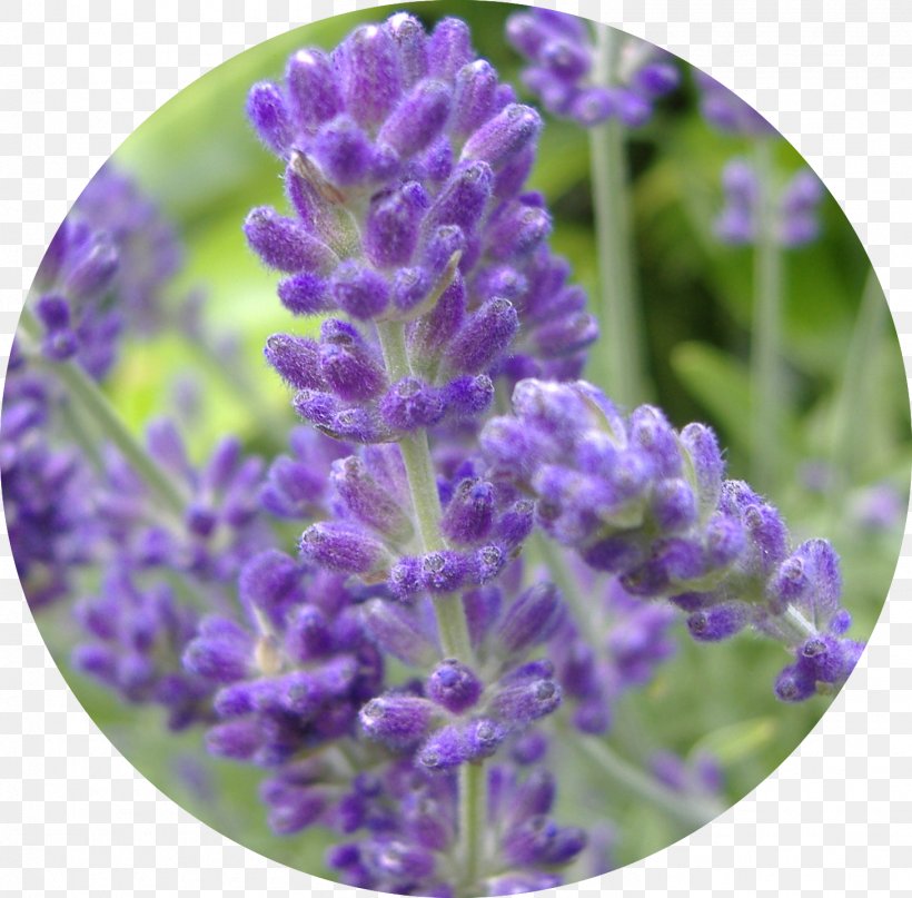 English Lavender Perennial Plant Lavender Oil Lavandula Latifolia, PNG, 1458x1435px, English Lavender, Bluebonnet, Common Sage, English Oak, Flower Download Free