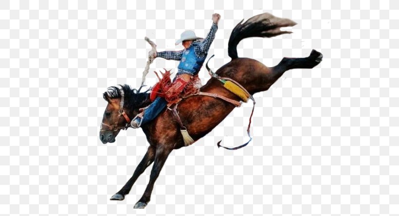 Horse Rodeo Cowboy Cattle, PNG, 585x444px, Horse, Alex Oliveira, Animal Sports, Archive File, Bit Download Free
