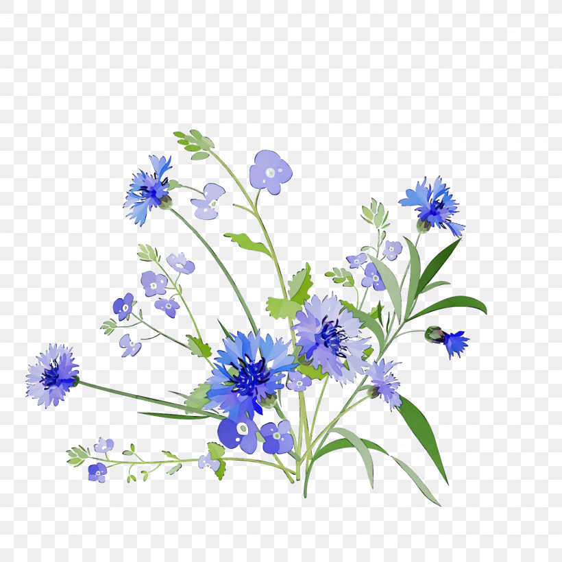 Lavender, PNG, 1440x1440px, Spring, Alpine Forgetmenot, Bellflower Family, Borage Family, Delphinium Download Free