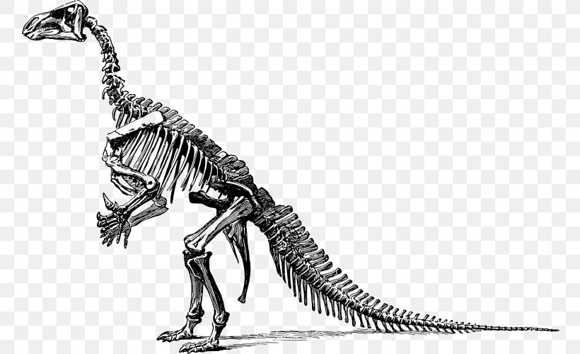 Tyrannosaurus Diplodocus Apatosaurus Triceratops Stegosaurus, PNG, 776x500px, Tyrannosaurus, Allosaurus, Apatosaurus, Black And White, Bone Download Free