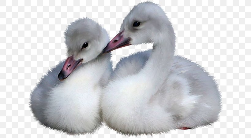 Cygnini Bird Duck Goose Cisnes Y Gansos, PNG, 640x452px, Cygnini, Animal, Art, Beak, Bird Download Free