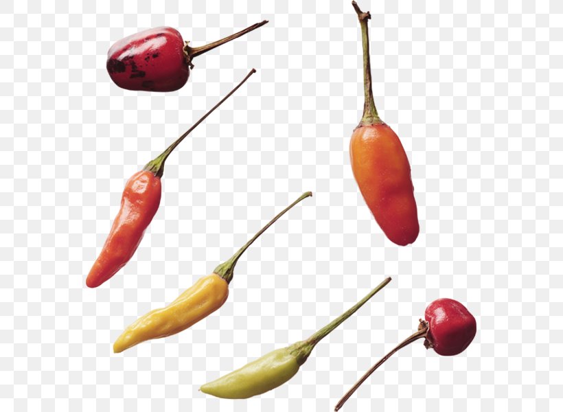 Habanero Serrano Pepper Tabasco Pepper Bird's Eye Chili Cayenne Pepper, PNG, 569x600px, Habanero, Bell Peppers And Chili Peppers, Capsicum Annuum, Cayenne Pepper, Chili Pepper Download Free