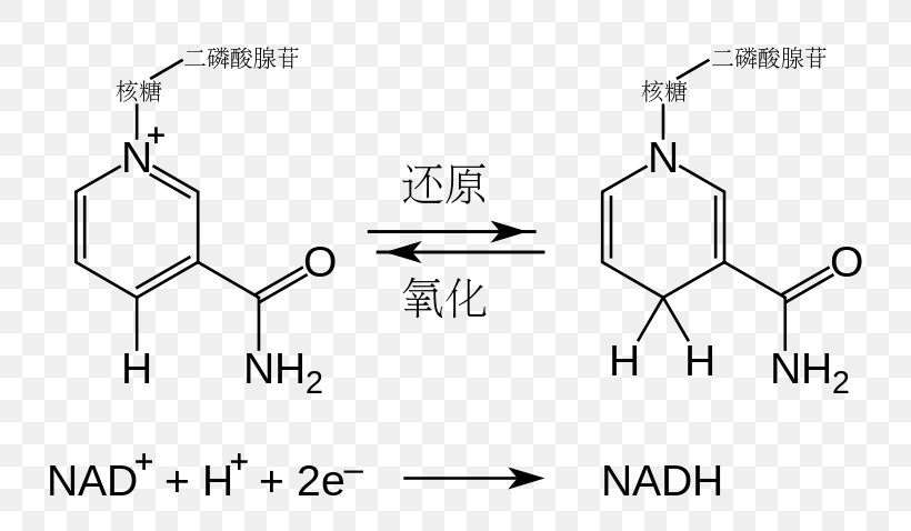 Nicotinamide Adenine Dinucleotide Redox Flavin Adenine Dinucleotide Adenosine Triphosphate Cofactor, PNG, 800x478px, Nicotinamide Adenine Dinucleotide, Adenosine Triphosphate, Area, Black And White, Brand Download Free