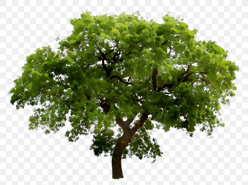 Tree Transparency Image Clip Art, PNG, 1286x962px, Tree, American Larch, Branch, California Live Oak, Californian White Oak Download Free