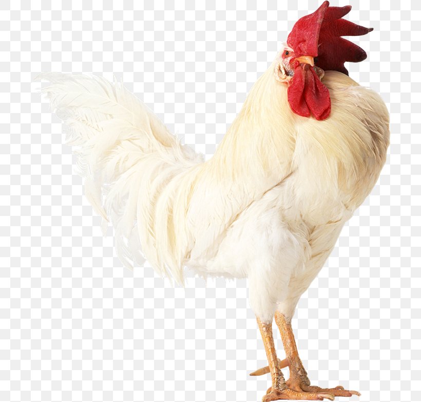 Chicken Rooster Chinese Zodiac جوجه Stock Photography, PNG, 700x782px, Chicken, Beak, Bird, Business, Chinese Zodiac Download Free