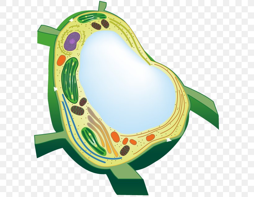 Flowering Plant Vacuole Plant Cell Organelle, PNG, 605x636px, Watercolor, Cartoon, Flower, Frame, Heart Download Free
