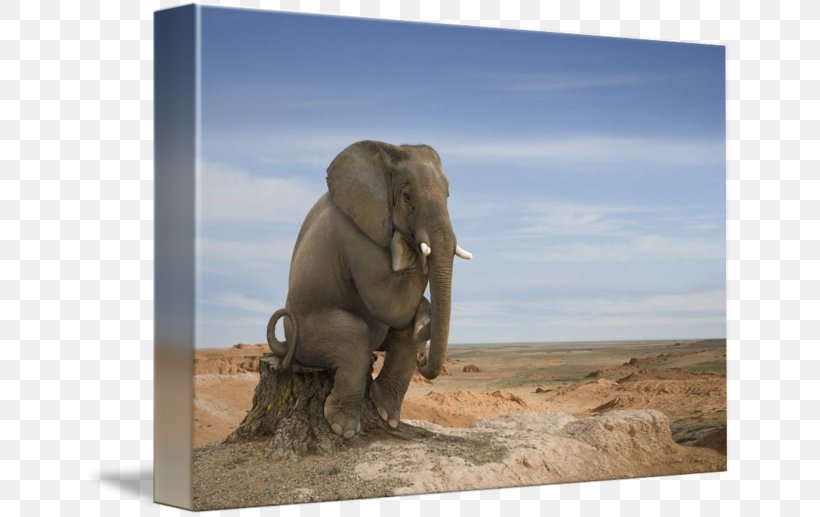 La Sagesse Ordinaire Histoire De La Philosophie Moderne Et Contemporaine: Figures Et Oeuvres Philosophy Imagekind Idea, PNG, 650x517px, La Sagesse Ordinaire, African Elephant, Book, Ecosystem, Elephant Download Free