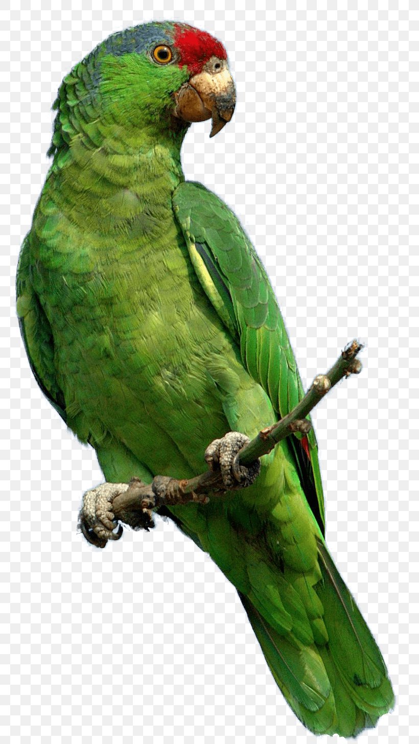 Download Parrot Driver