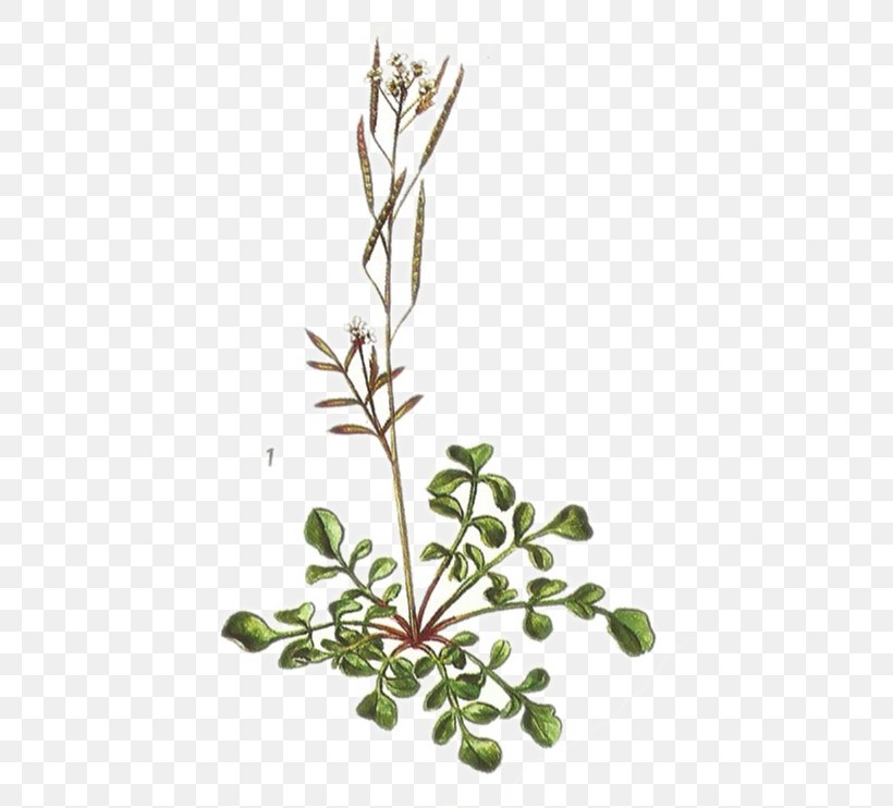 Twig Plant Stem Leaf Flower Subshrub, PNG, 492x742px, Twig, Artist, Branch, Facebook, Flora Download Free