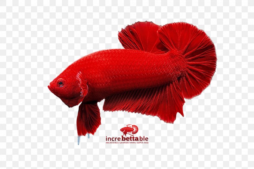 Fish RED.M, PNG, 1000x667px, Fish, Fin, Organism, Red, Redm Download Free