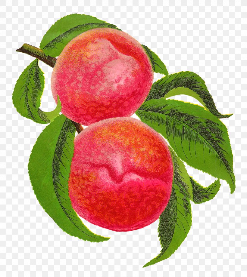 Peach Food Fruit Clip Art, PNG, 1423x1600px, Peach, Antique, Apple, Drawing, Food Download Free