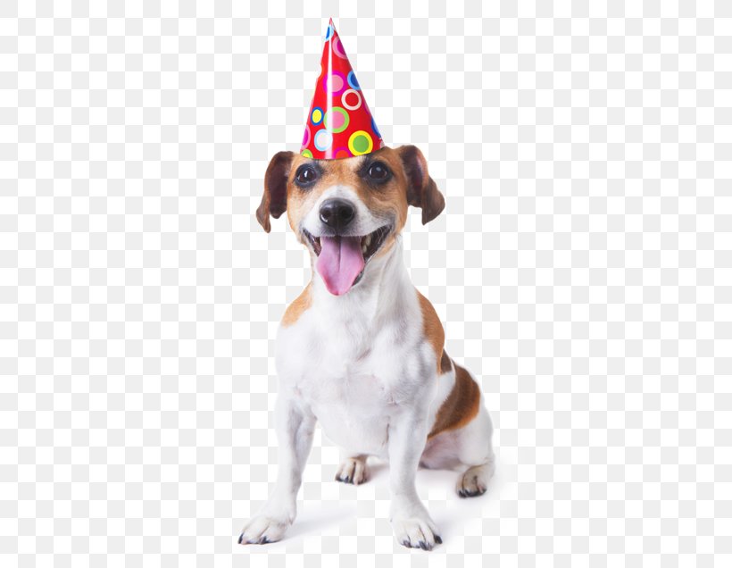 Puppy Maltese Dog Golden Retriever Birthday Greeting & Note Cards, PNG, 404x636px, Puppy, Birthday, Carnivoran, Companion Dog, Cuteness Download Free