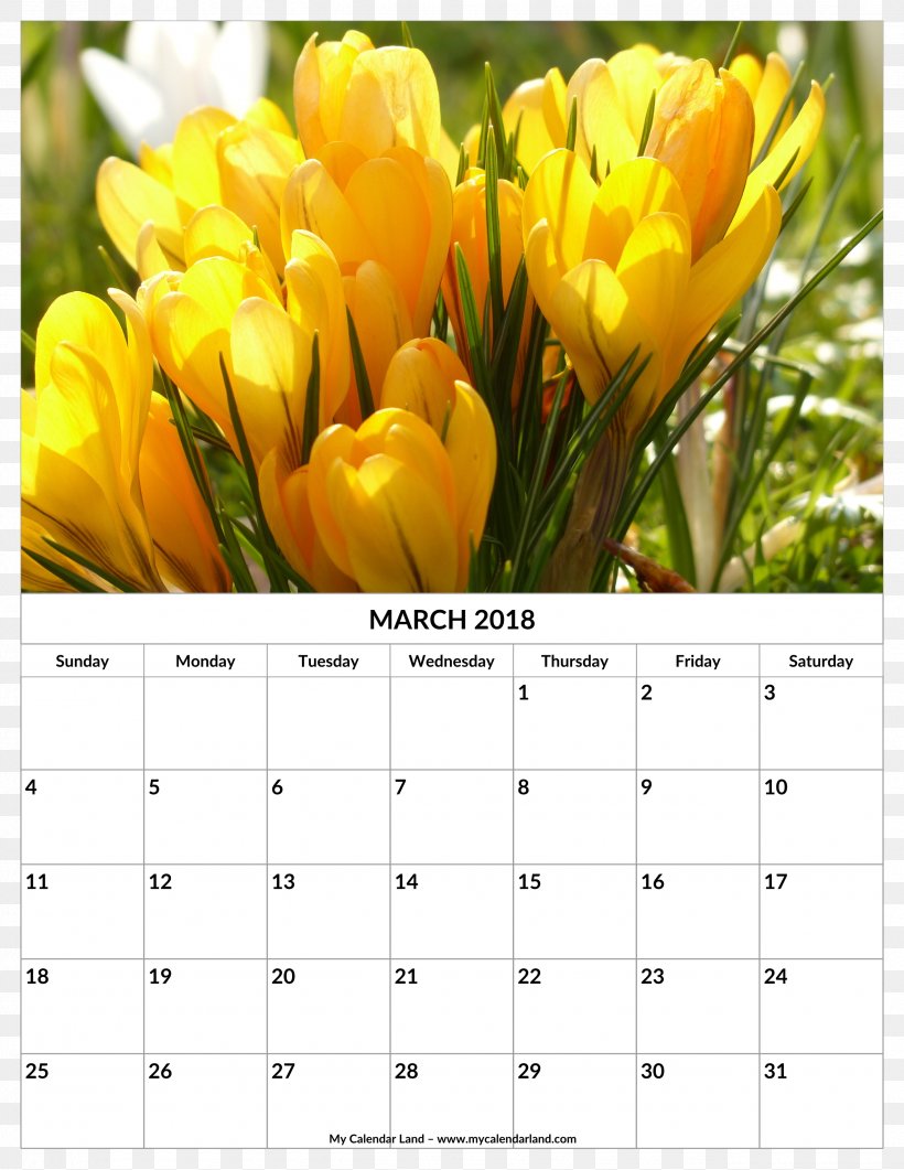 Tulip Flower Yellow Crocus Flavus, PNG, 2550x3300px, Tulip, Calendar, Color, Crocus, Crocus Flavus Download Free