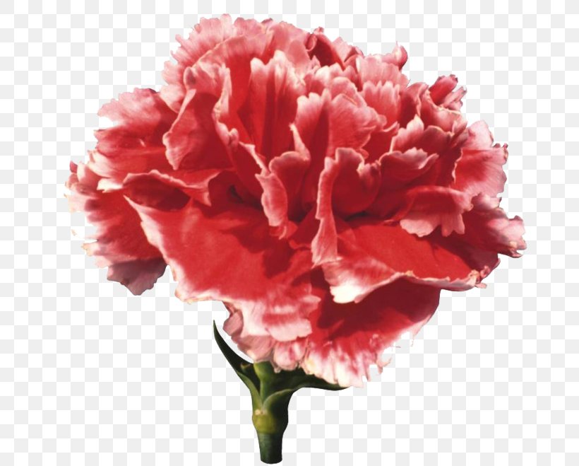 Carnation Flower Clip Art, PNG, 800x659px, Carnation, Color Scheme, Cut Flowers, Dianthus, Flower Download Free