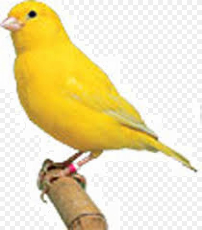Domestic Canary Finch Canary Islands Bird Yellow Canary, PNG, 1200x1371px, Domestic Canary, Animal, Animal Sanctuary, Atlantic Canary, Beak Download Free