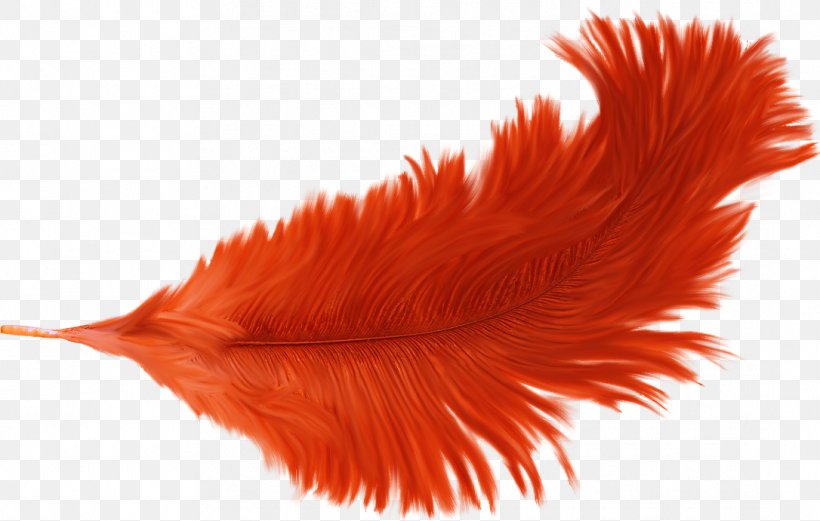 Feather Orange, PNG, 1086x691px, Feather, Citrus Xd7 Sinensis, Drawing, Feather Float, Google Images Download Free