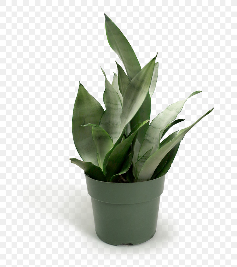Flowerpot Houseplant Leaf Plant Flower, PNG, 701x926px, Flowerpot, Agave, Aloe, Flower, Herb Download Free