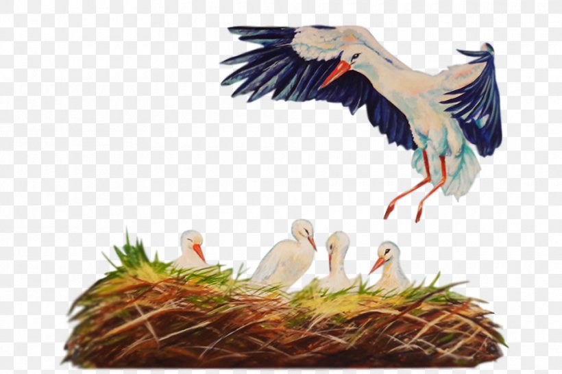 White Stork Fauna Beak Feather, PNG, 960x640px, White Stork, Beak, Bird, Ciconiiformes, Fauna Download Free