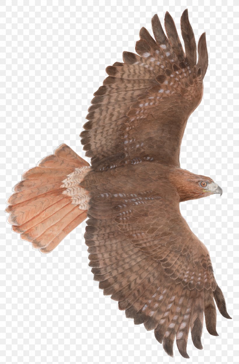 Flight Bird Of Prey Red-tailed Hawk, PNG, 1800x2738px, Flight, Accipitriformes, Animal, Beak, Bird Download Free