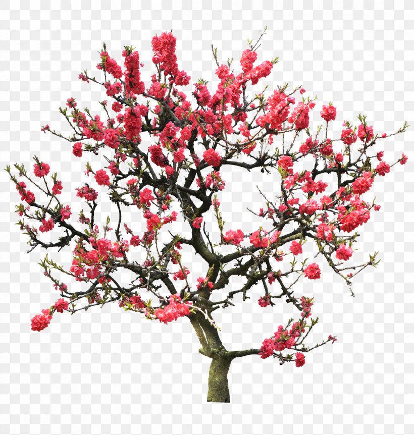 Stock Photography Stock.xchng Image Peach, PNG, 1217x1280px, Stock Photography, Blossom, Branch, Cherry Blossom, Flower Download Free