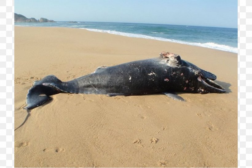 Dolphin Cetacean Stranding Las Glorias Beach, PNG, 900x600px, Dolphin, Balaenidae, Beach, Cetacea, Cetacean Stranding Download Free