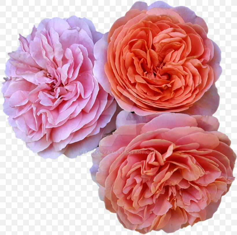 Garden Roses Centifolia Roses Floribunda, PNG, 897x890px, Garden Roses, Artificial Flower, Centifolia Roses, Cut Flowers, Floribunda Download Free