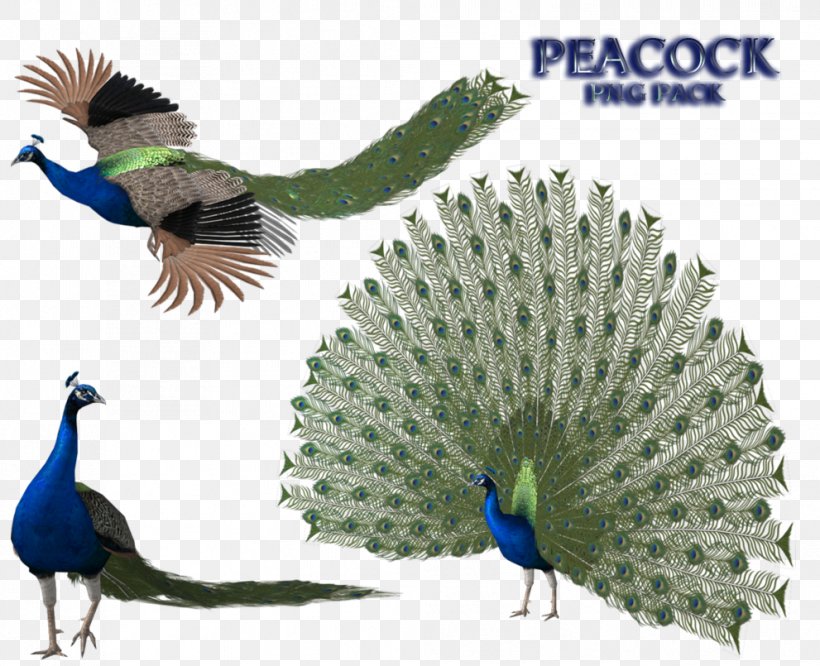 Peafowl Feather Open XML Paper Specification, PNG, 991x805px, 3d Computer Graphics, Peafowl, Beak, Bird, Fauna Download Free