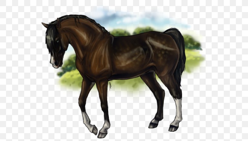 Stallion Mustang Rein Mare Horse Harnesses, PNG, 583x466px, Stallion, Bridle, Halter, Harness Racing, Horse Download Free