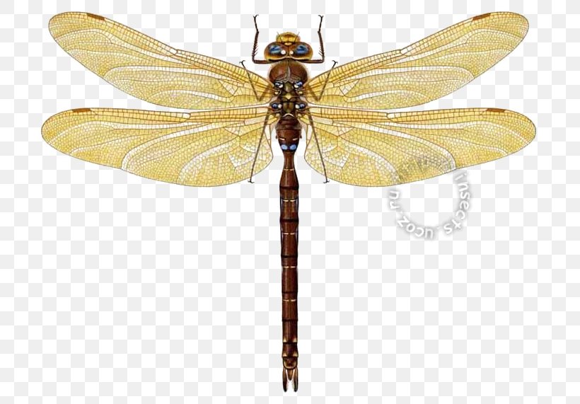 Dragonfly Pterygota Net-winged Insects, PNG, 716x571px, Dragonfly, Arthropod, Dragonflies And Damseflies, Insect, Invertebrate Download Free