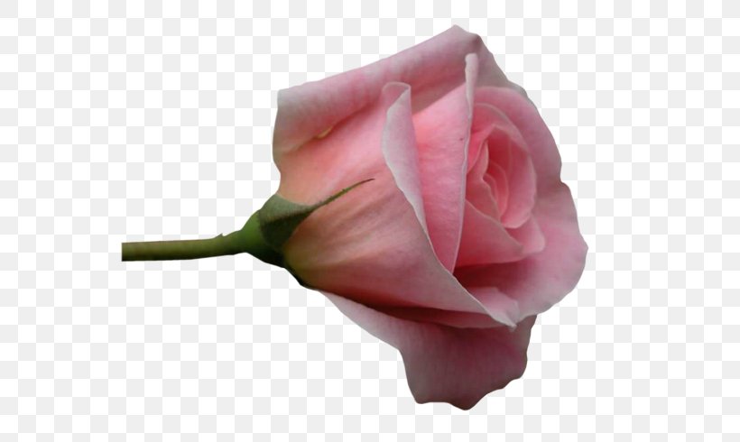 Garden Roses Cabbage Rose Cut Flowers Petal, PNG, 560x490px, Garden Roses, Blue, Bud, Cabbage Rose, Close Up Download Free