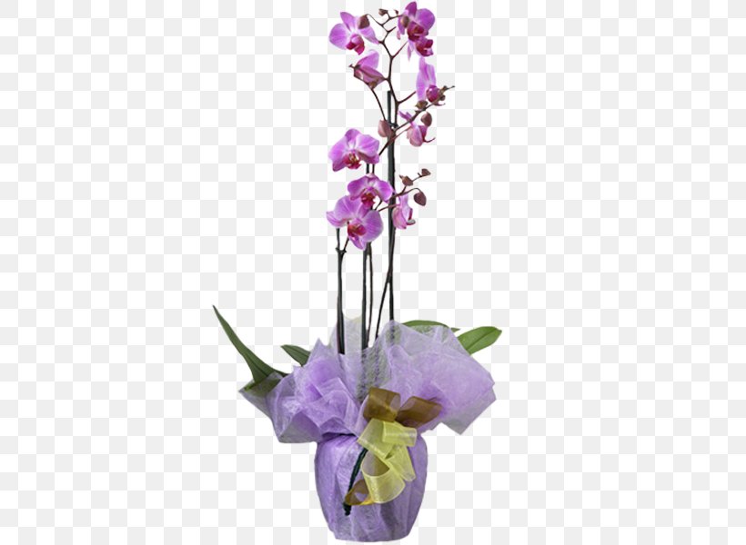 Moth Orchids Flower Plant Dendrobium, PNG, 600x600px, Moth Orchids, Artificial Flower, Blume, Cattleya, Cattleya Orchids Download Free