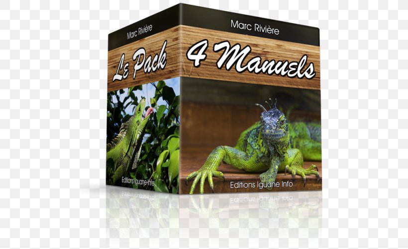Reptile Green Iguana Terrarium Desert Iguana Vivarium, PNG, 500x502px, Reptile, Behavior, Book, Common Iguanas, Construction Download Free