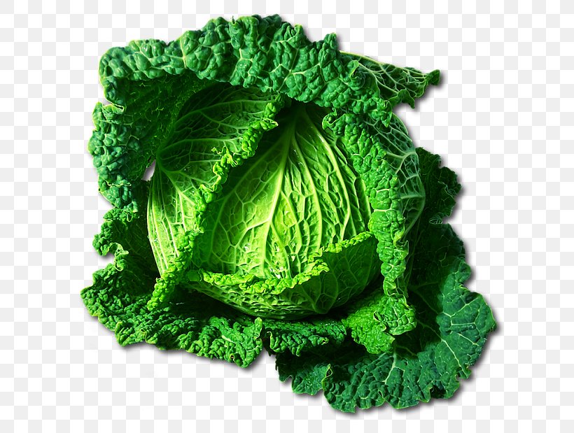Savoy Cabbage Clip Art Vegetable Red Cabbage, PNG, 640x619px, Cabbage, Brussels Sprouts, Cabbages, Cauliflower, Collard Greens Download Free