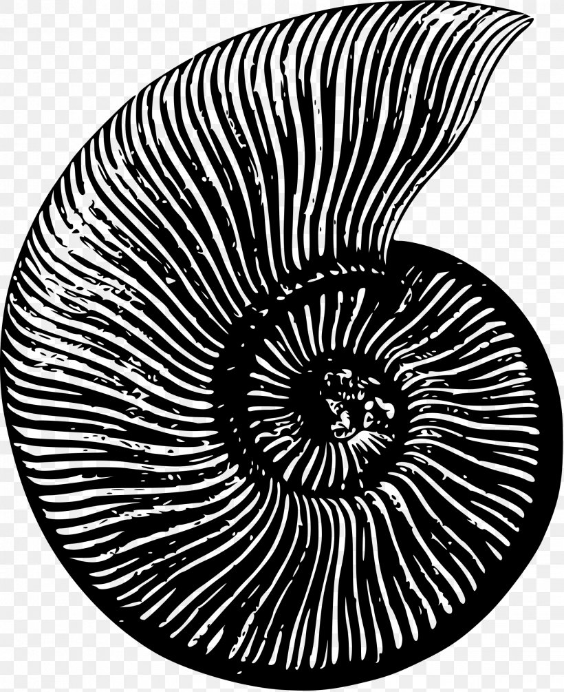 Ammonites Fossil Nautilidae Seashell Clip Art, PNG, 1957x2400px, Ammonites, Animal, Black And White, Cephalopod, Cretaceous Download Free