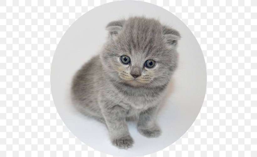 Chartreux Scottish Fold British Shorthair European Shorthair Nebelung, PNG, 500x500px, Chartreux, Asian, Breed, British Semi Longhair, British Semilonghair Download Free