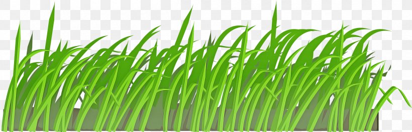 Grass Green Wheatgrass Plant Grass Family, PNG, 2400x774px, Grass, Chives, Chrysopogon Zizanioides, Fodder, Grass Family Download Free