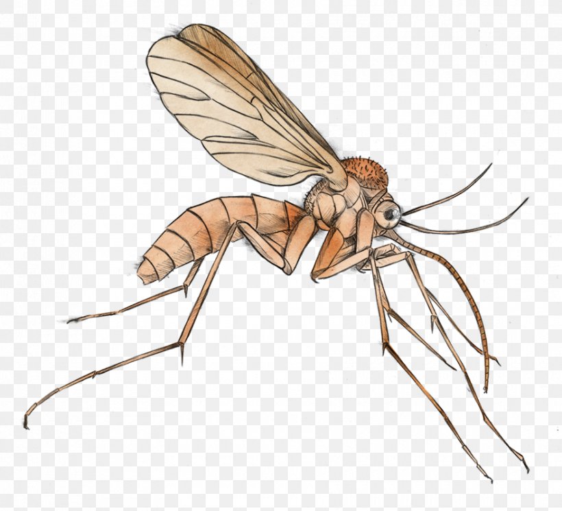Mosquito Malaria Clip Art, PNG, 880x800px, Mosquito, Arthropod, Bee, Document, Fly Download Free