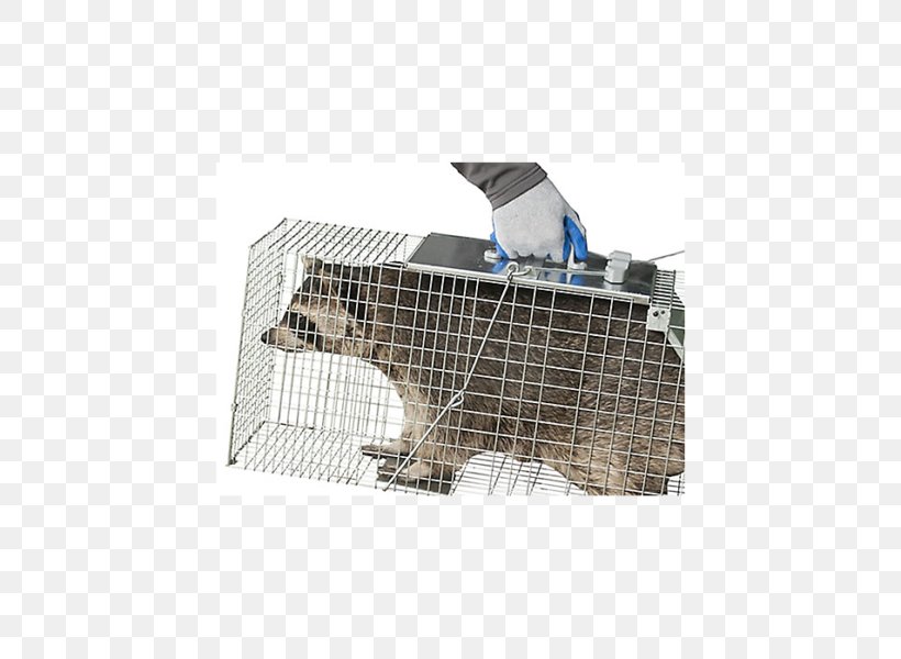 Cage Trapping Raccoon Rat Trap Fish Trap, PNG, 600x600px, Cage, Animal, Cat, Dog, Door Download Free