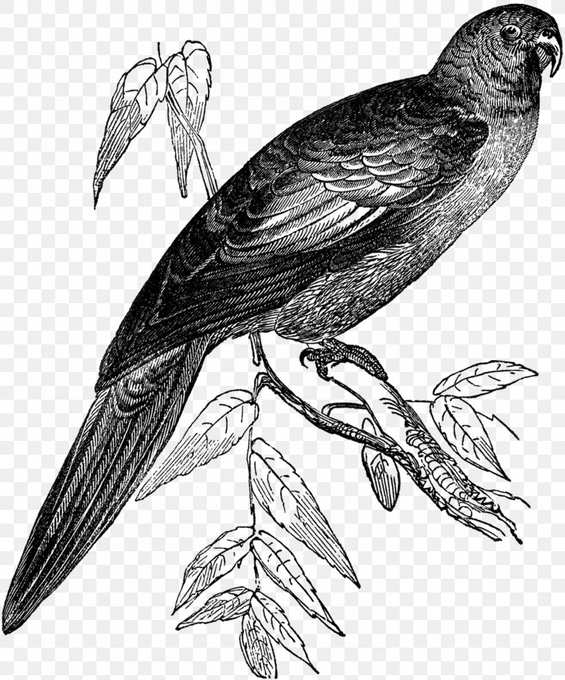 Hawk Finches Bird Buzzard Beak, PNG, 1495x1800px, Hawk, Bag, Beak, Bird, Bird Of Prey Download Free