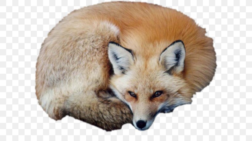 Red Fox Puppy Vulpini Kit Fox, PNG, 600x459px, Red Fox, Animaatio, Animal, Blog, Carnivoran Download Free