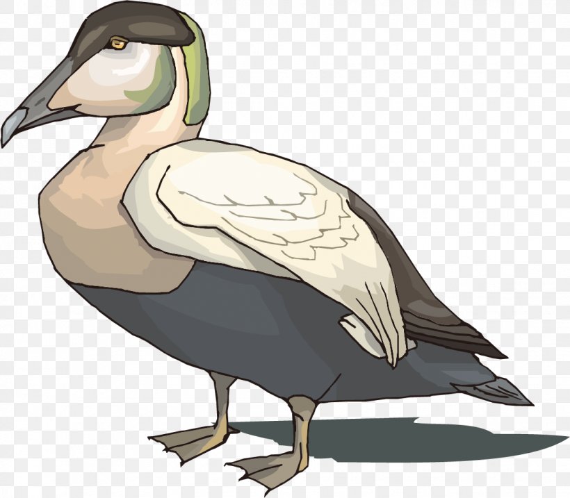 Mallard Goose Duck Bird Illustration, PNG, 1122x982px, Mallard, American Black Duck, Animal, Beak, Bird Download Free
