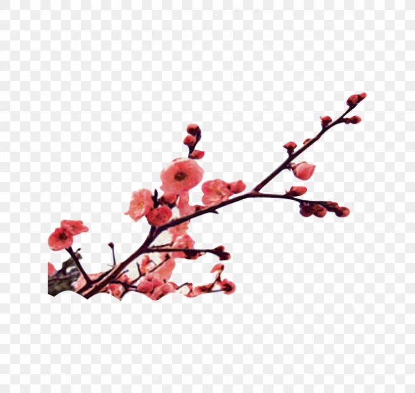 Miracle Mandarin Language School Winter Solstice Mandarin Chinese Plum Blossom, PNG, 2480x2352px, Winter Solstice, Apricot, Blossom, Branch, Cherry Download Free