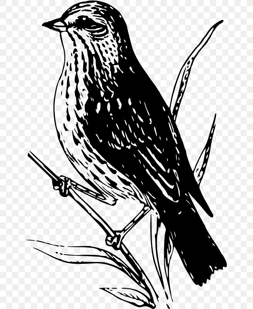 Finches Bird Sparrow Wren Clip Art, PNG, 654x1000px, Finches, American Sparrows, Art, Beak, Bird Download Free