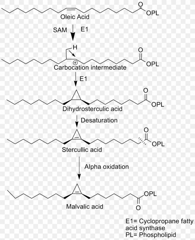 Malvalic Acid Cyclopropane Fatty Acid Cyclopropene, PNG, 1200x1475px, Fatty Acid, Acid, Area, Biosynthesis, Black And White Download Free