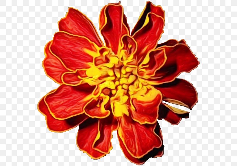 Orange, PNG, 570x575px, Watercolor, Cut Flowers, Flower, Flowering Plant, Orange Download Free