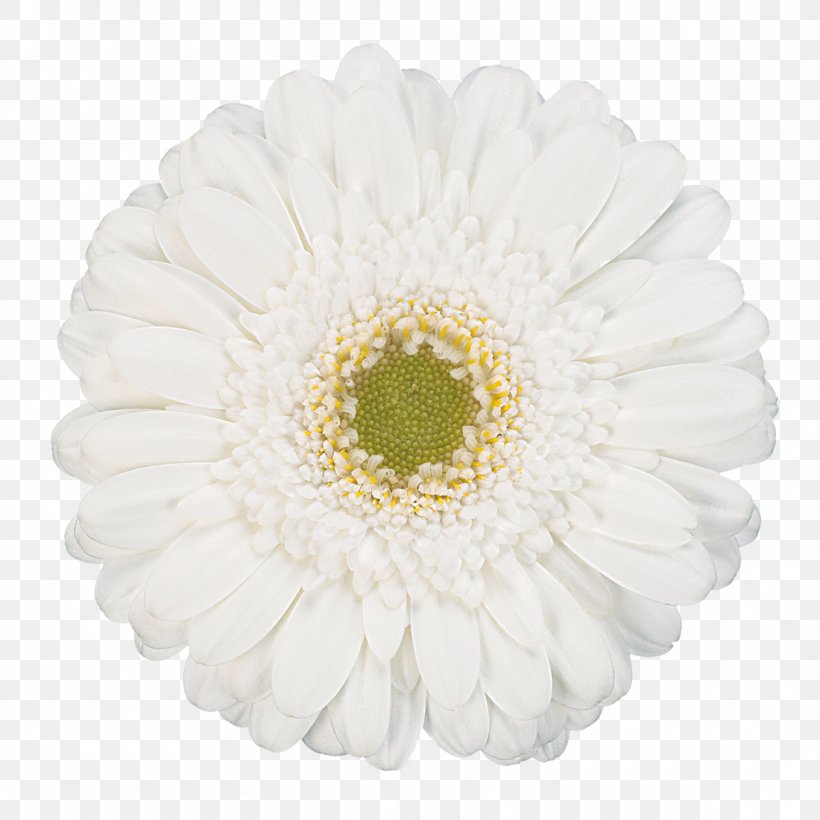 Transvaal Daisy White Cut Flowers Common Daisy, PNG, 1100x1100px, Transvaal Daisy, Asterales, Chrysanthemum, Chrysanths, Common Daisy Download Free