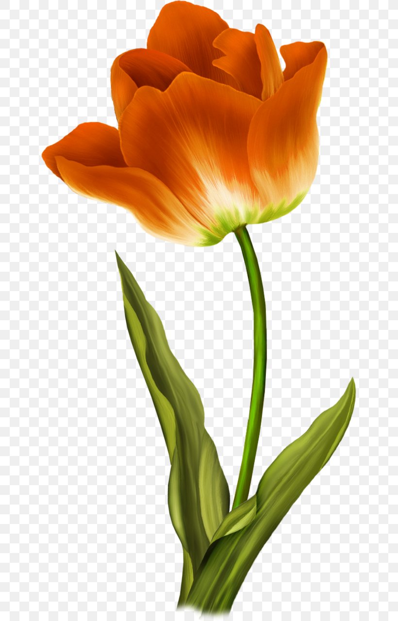 Tulip Flower Clip Art, PNG, 649x1280px, Tulip, Computer Monitors, Cut Flowers, Flower, Flowering Plant Download Free